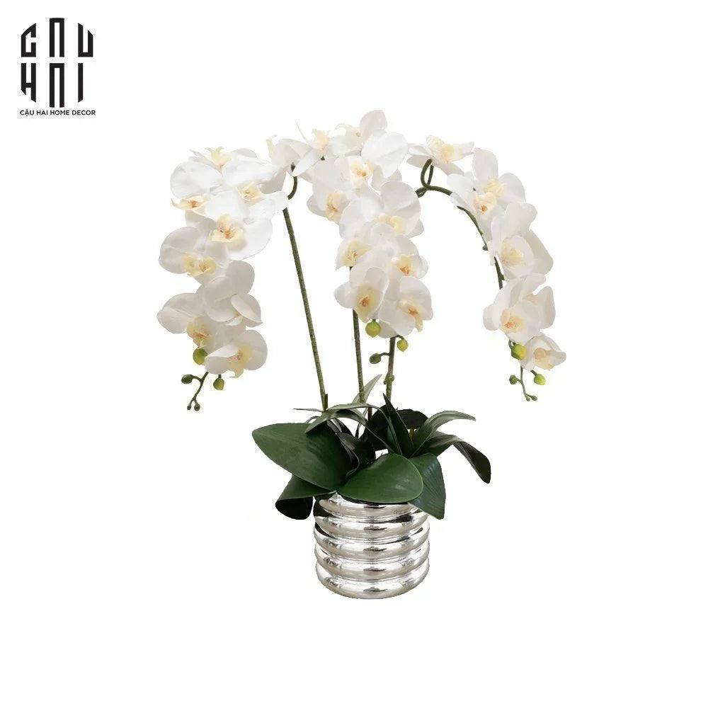 BÌNH HOA LAN TRẮNG - WHITE ORCHID