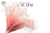 BÓ CỎ KHỔNG TƯỚC - PINK-CẬU HAI HOME DECOR