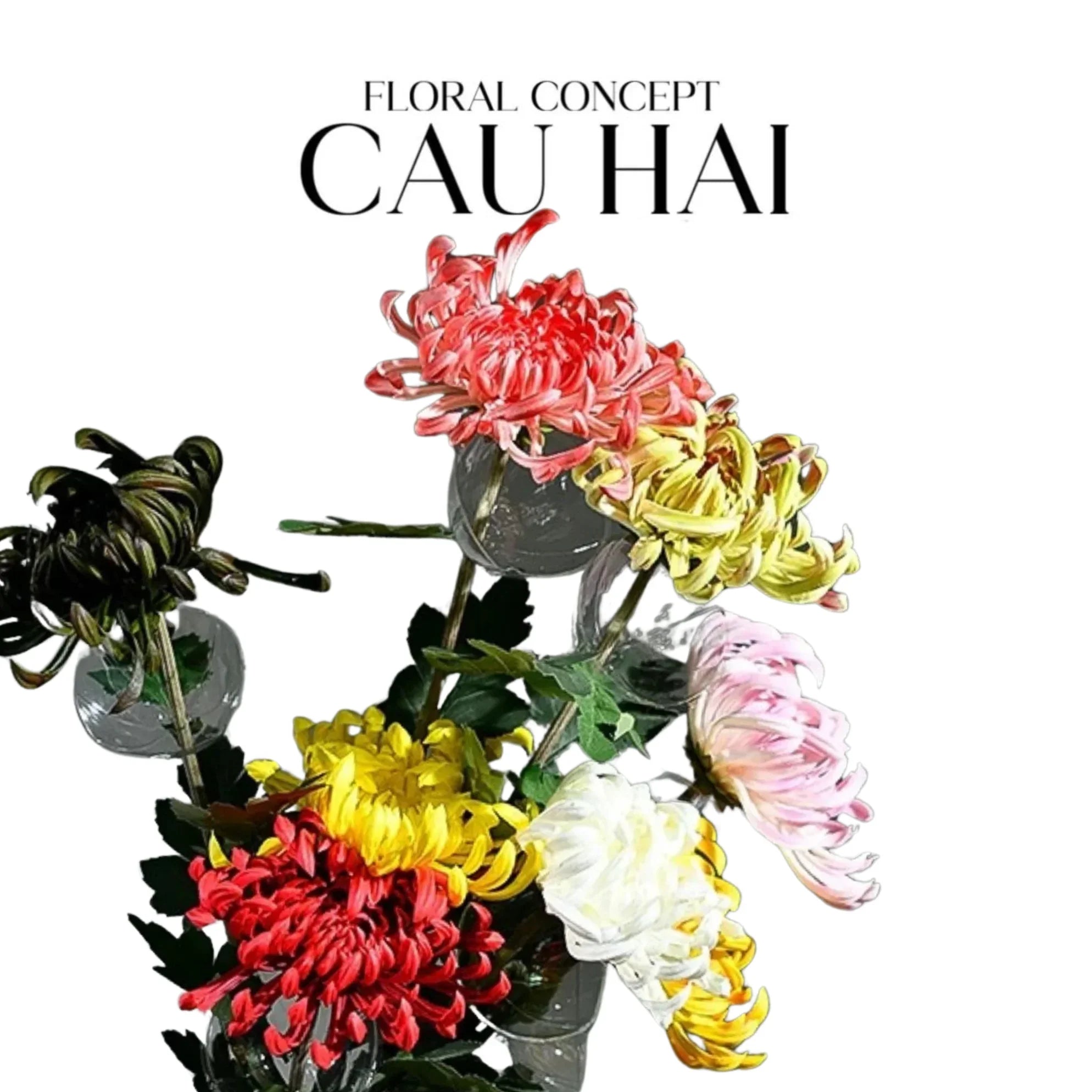 CÀNH HOA CÚC ĐẠI ĐOÁ VIENNA - RED/YELLOW/PINK