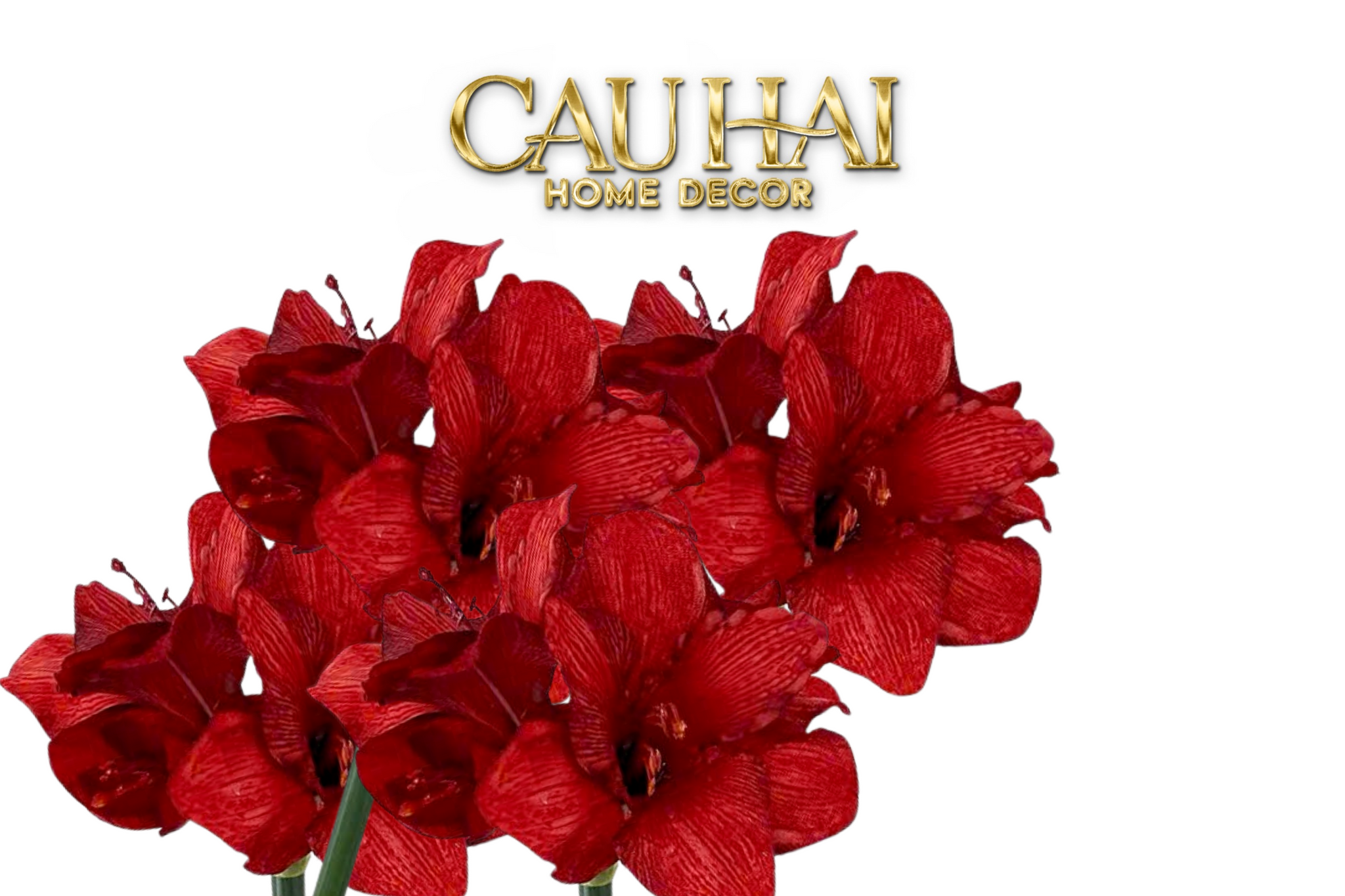 CÀNH HOA HUỆ TỨ PHƯƠNG - SCARLET