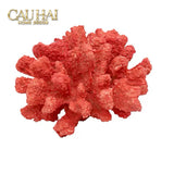 Tượng San Hô Oceania Coral Azure / Flame