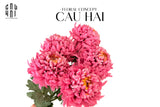 CÀNH CÚC THIÊN HƯƠNG MẪU ĐƠN - SPECIAL VERSION