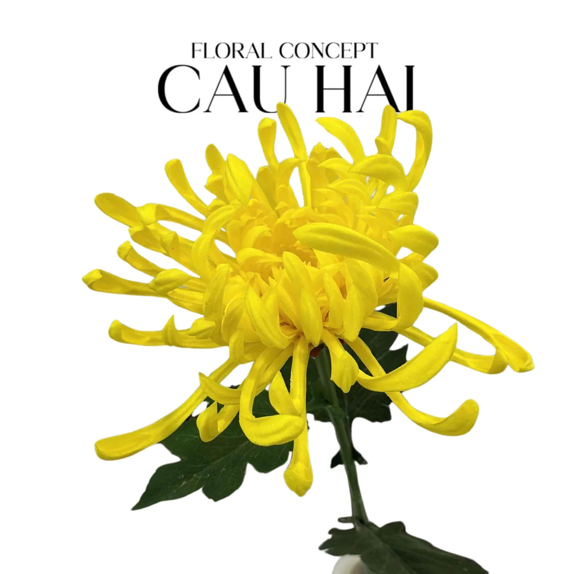CÀNH HOA CÚC ĐẠI ĐOÁ VIENNA - RED/YELLOW/PINK-CẬU HAI HOME DECOR