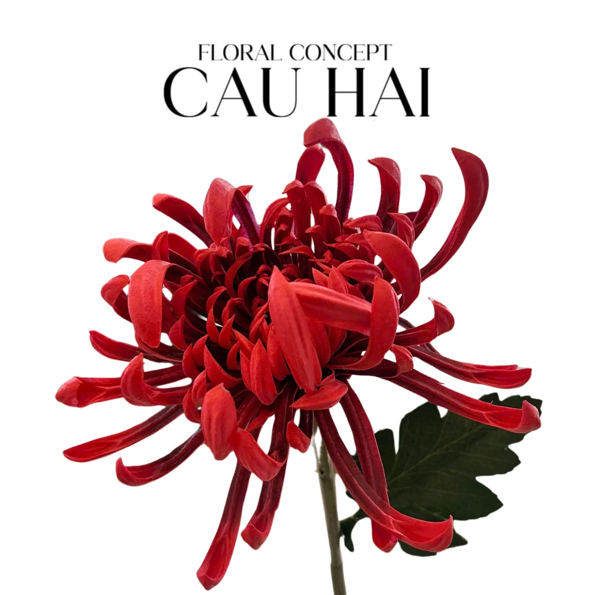 canh-hoa-cuc-dai-doa-vienna-redyellowpink-cau-hai-home-decor-6 - CẬU HAI HOME DECOR