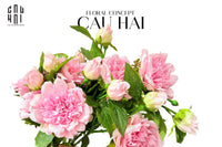canh-hoa-mau-don-peony-lactiflora-hot-pink-cau-hai-home-decor - CẬU HAI HOME DECOR