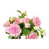 Cành Hoa Mẫu Đơn Peony Lactiflora
  - Hot Pink