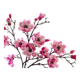 Cành Hoa Mộc Lan Magnolia Grandiflora
