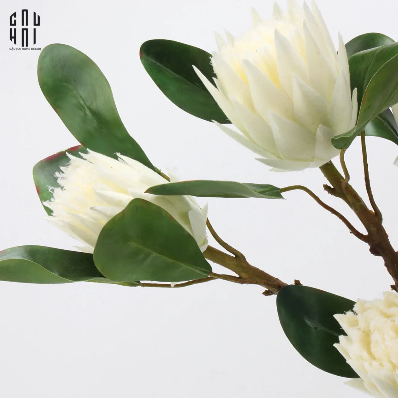 CÀNH HOA THẢO ĐƯỜNG HOÀNG ĐẾ PROTEA KING - WHITE
