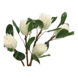 Cành Hoa Thảo Đường Hoàng Đế  Protea King - White