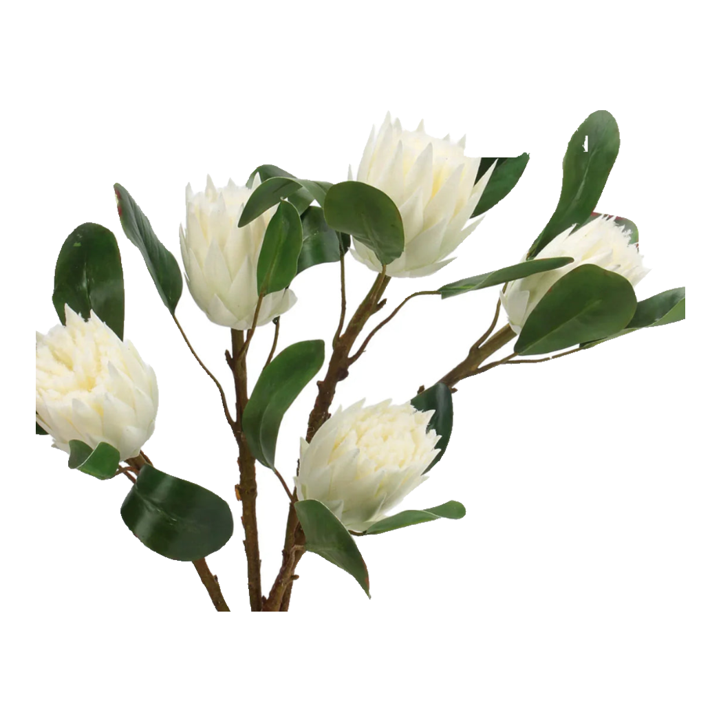 Cành Hoa Thảo Đường Hoàng Đế  Protea King - White