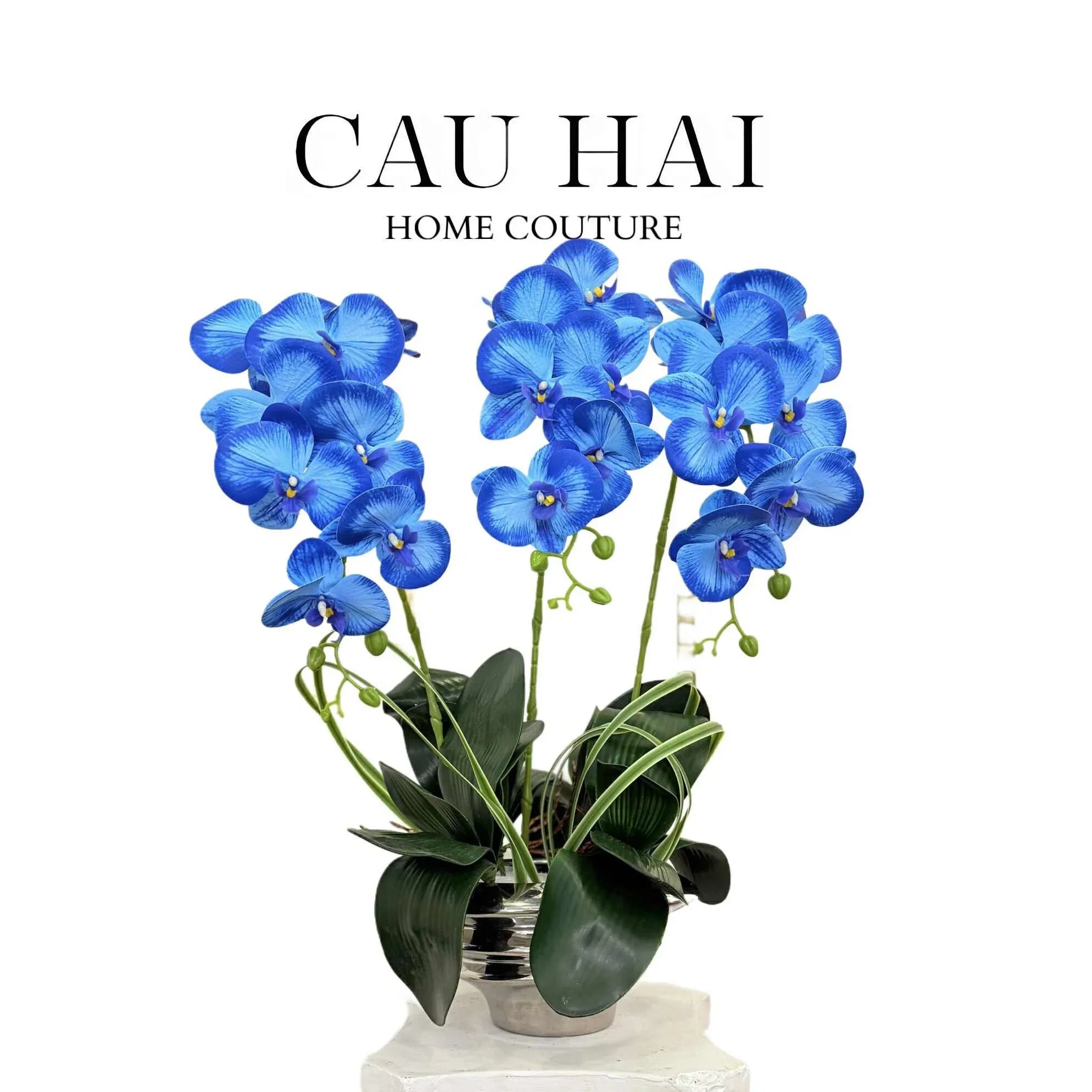 CHẬU HOA LAN HỒ ĐIỆP - COBALT BLUE