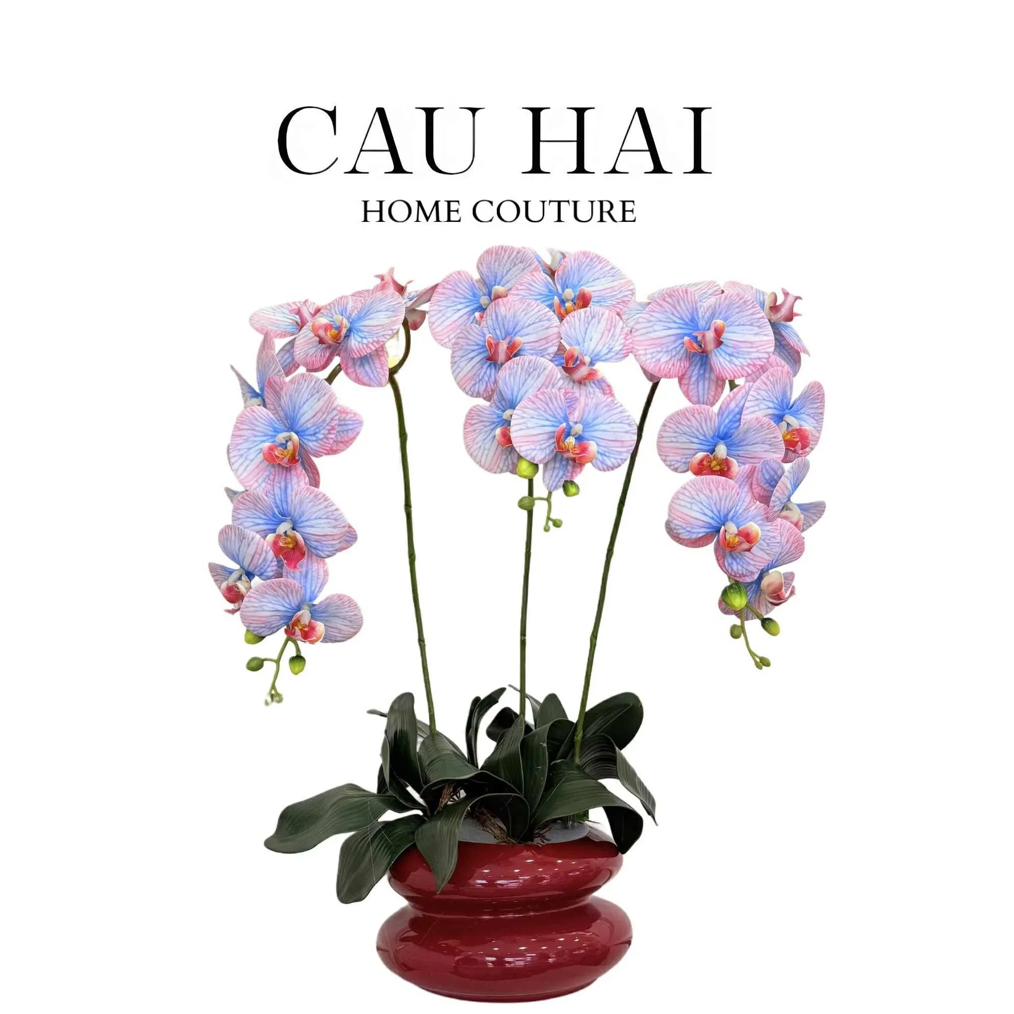 CHẬU HOA LAN HỒ ĐIỆP - LILAC / BLUE