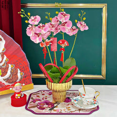 Chậu Hoa Lan Hồ Điệp - Phấn Sắc-CẬU HAI HOME DECOR