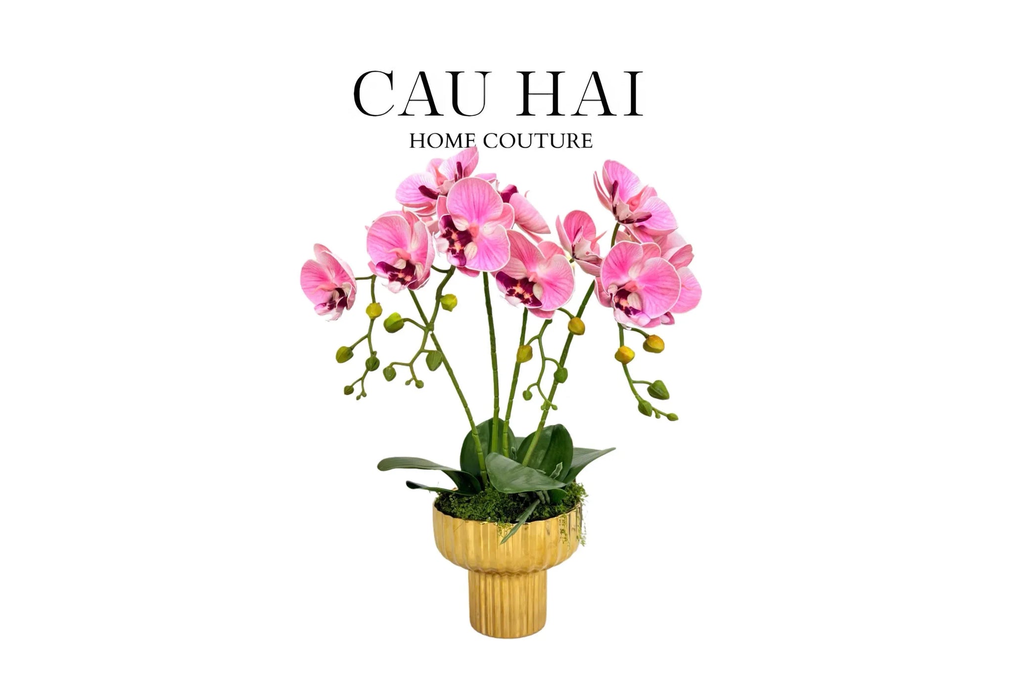 CHẬU HOA LAN HỒ ĐIỆP - PHẤN SẮC