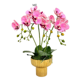 Chậu Hoa Lan Hồ Điệp - Phấn Sắc
