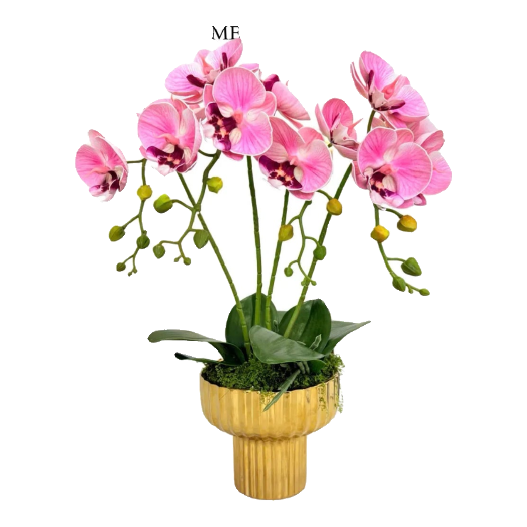 Chậu Hoa Lan Hồ Điệp - Phấn Sắc