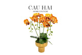 CHẬU HOA LAN HỒ ĐIỆP - QUẤT SẮC