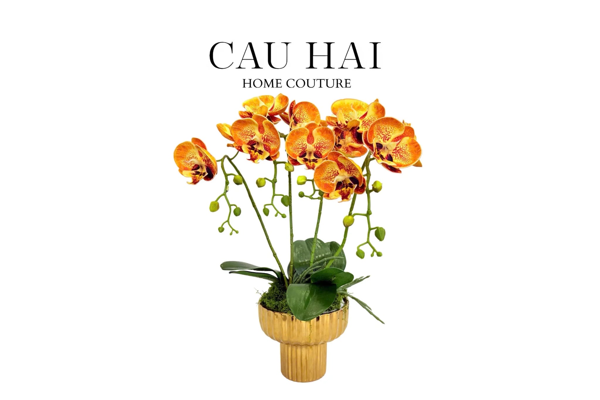 Chậu Hoa Lan Hồ Điệp - Quất Sắc - CẬU HAI HOME DECOR
