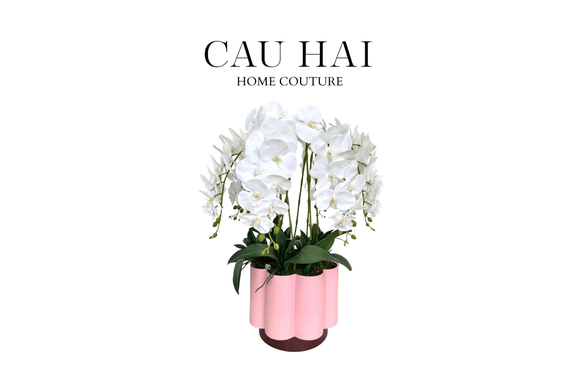 Chậu Hoa Lan Hồ Điệp - Tuyết Bạch-CẬU HAI HOME DECOR