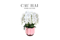 chau-hoa-lan-ho-diep-tuyet-bach-binh-hoa-cau-hai-home-decor - CẬU HAI HOME DECOR