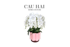 chau-hoa-lan-ho-diep-tuyet-bach-binh-hoa-cau-hai-home-decor - CẬU HAI HOME DECOR