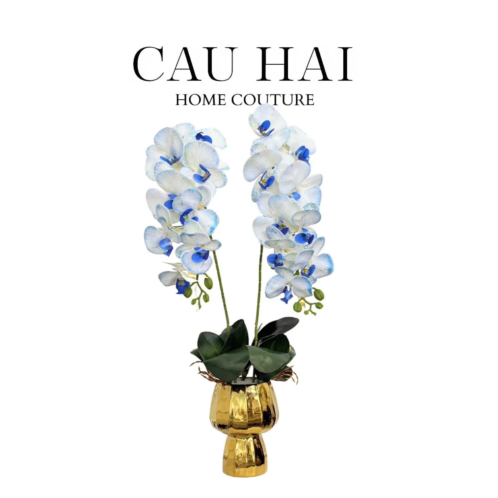 Chậu Hoa Lan Hồ Điệp - White Sapphire - CẬU HAI HOME DECOR