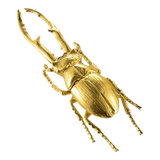 Golden Rhinoceros Beetle
