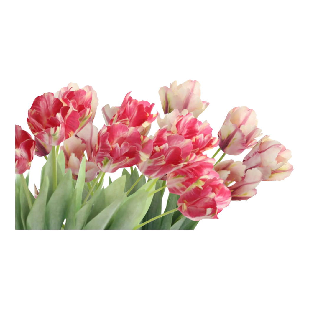 Set 2 Cành Hoa Parrot Tulip Powder Pink / Fuchsia