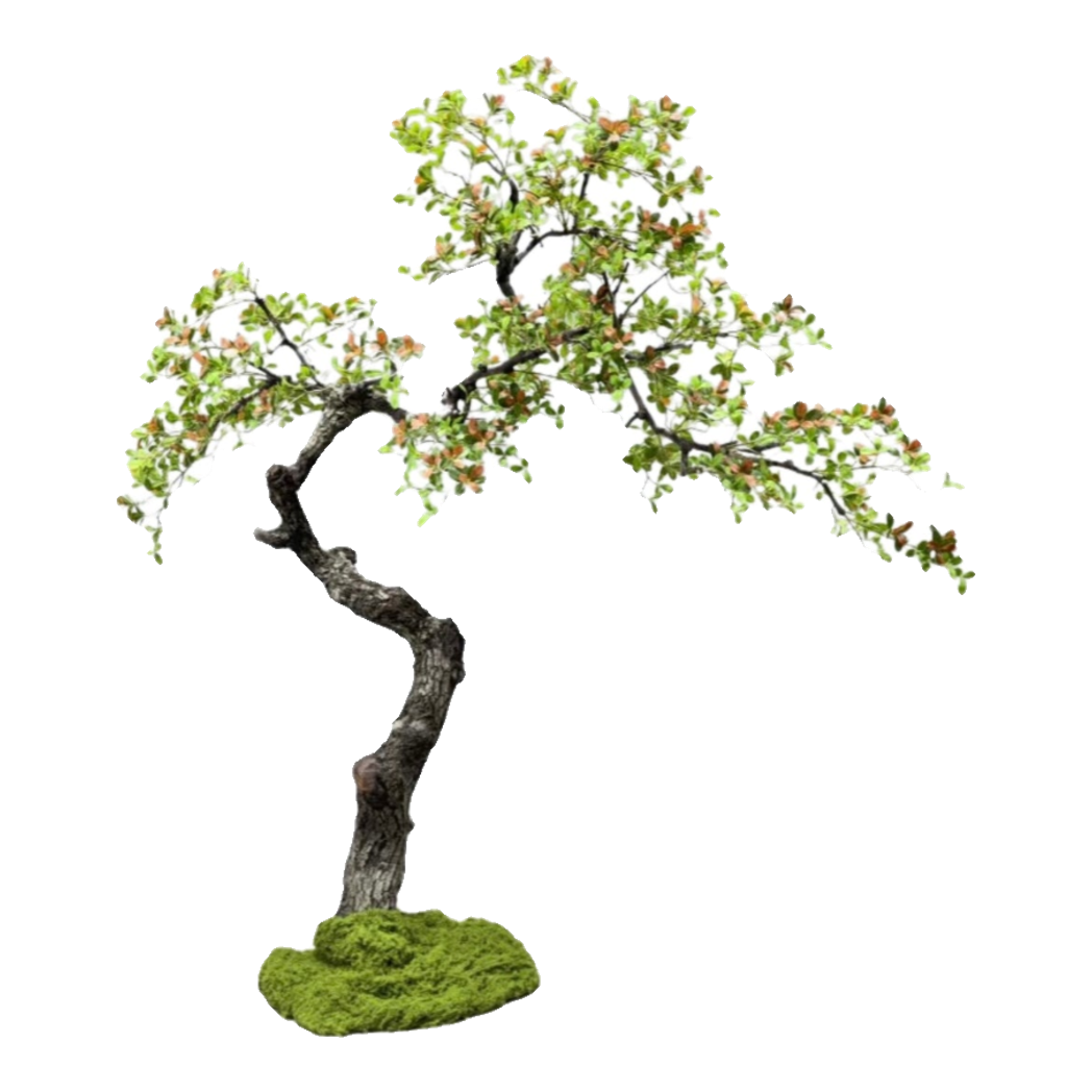 Maison Couture - Cây Bonsai Xuân Hoa Hải Đảo - Zen Sculpture H180 - Dáng Cây Đặt Theo Yêu Cầu