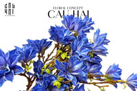 Set 2 Cành 3 Hoa Mộc Lan - Magnolia Stellata-CẬU HAI HOME DECOR