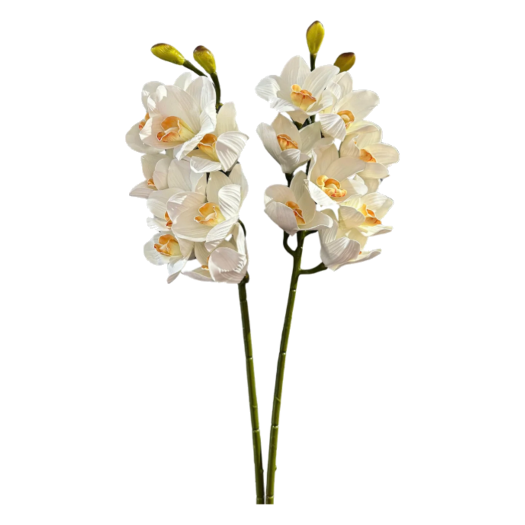 Set 2 Cành Địa Lan Cymbidium