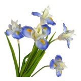 Set 2 Cành Hoa Iris - White Sky Blue