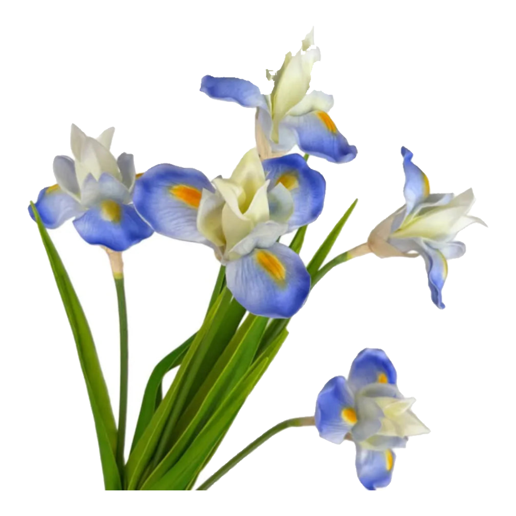 Set 2 Cành Hoa Iris - White Sky Blue