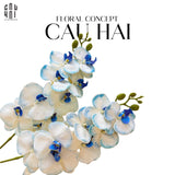 SET 2 CÀNH HOA LAN HỒ ĐIỆP - RADIANT WHITE