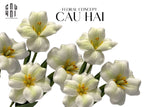 SET 2 CÀNH HOA TULIP BLOOMING - WHITE GREEN
