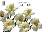Set 2 Cành Hoa Tulip Blooming - White Green-CẬU HAI HOME DECOR