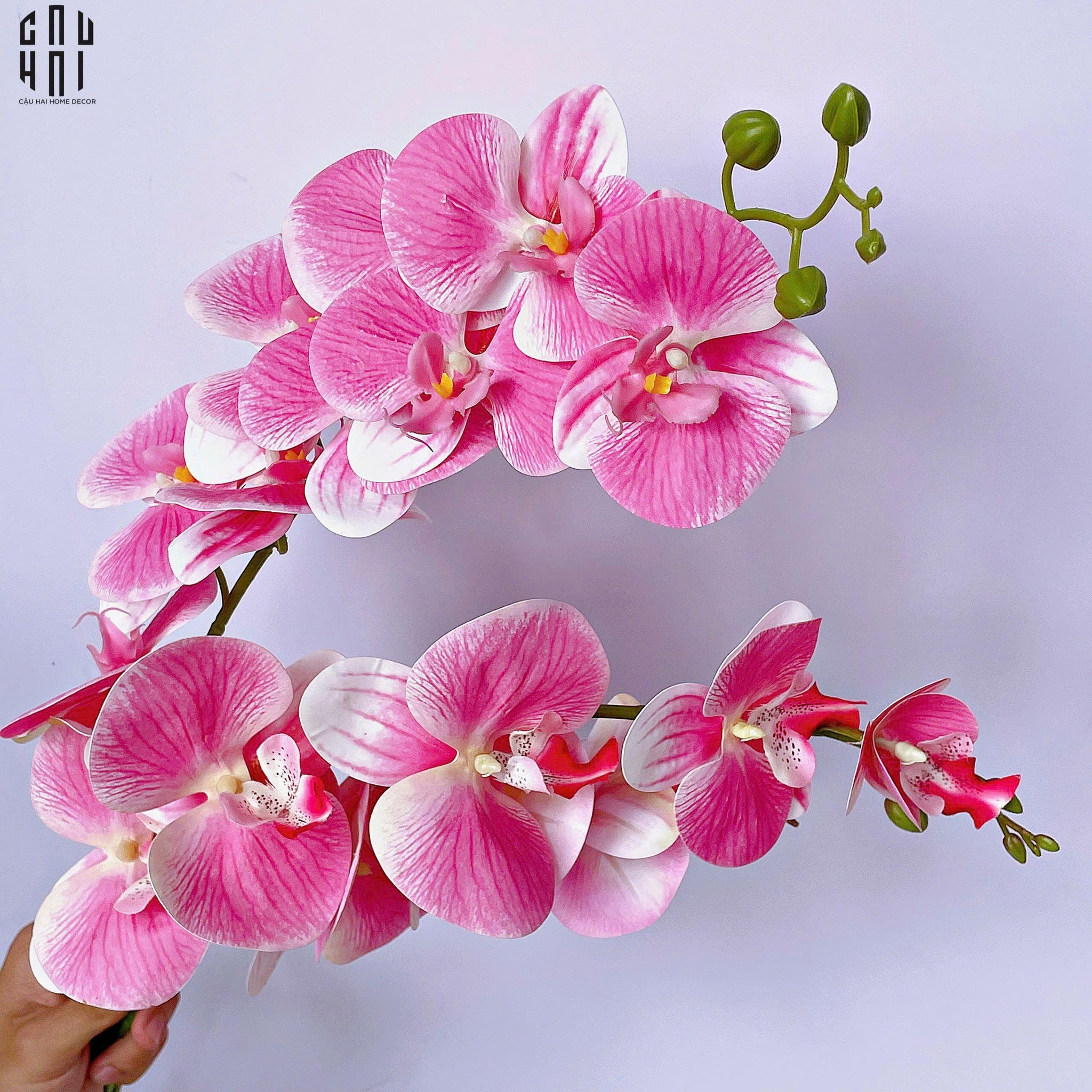 SET 2 CÀNH LAN HỒ ĐIỆP BLISS ORCHIDS - HỒNG PHẤN