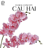 SET 2 CÀNH LAN HỒ ĐIỆP CÁNH XOĂN - HỒNG