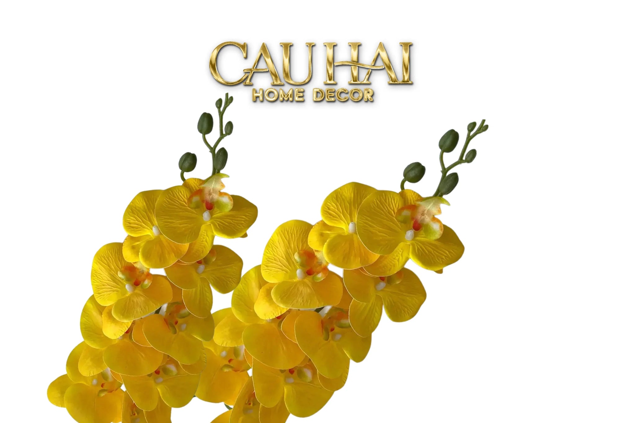 set-2-canh-lan-ho-diep-royal-phalaenopsis-orchid-cau-hai-home-decor-2 - CẬU HAI HOME DECOR