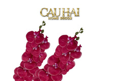 Set 2 Cành Lan Hồ Điệp Royal Phalaenopsis Orchid-Hoa Lụa-CẬU HAI HOME DECOR