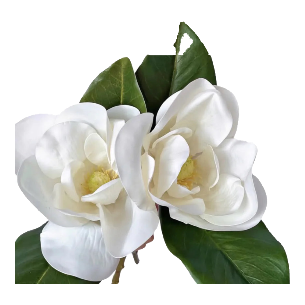 Set 2 Hoa Mộc Lan Trắng - Magnolia Grandiflora