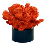 Tượng San Hô Lửa Đế Pha Lê Crimson Cristalleries Coral Sculptures 15x20-TƯỢNG TRANG TRÍ-CẬU HAI HOME DECOR-CẬU HAI HOME DECOR