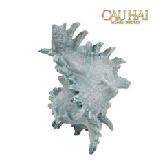 Tượng Vỏ Ốc Azure Moonlight Oceania Spirit 13x17-TƯỢNG TRANG TRÍ-CẬU HAI HOME DECOR